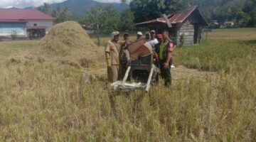 Serka adianto selaku Babinsa di Desa uning gelung Pos Ramil Dabun Gelang Koramil 03/Bkj Bantu Petani Merontokan Padi Hasil Panen